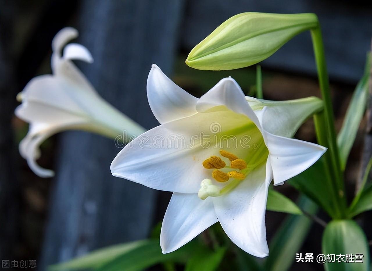 夏花百合六首古诗（花气宜人百合传，与君重结后生缘）