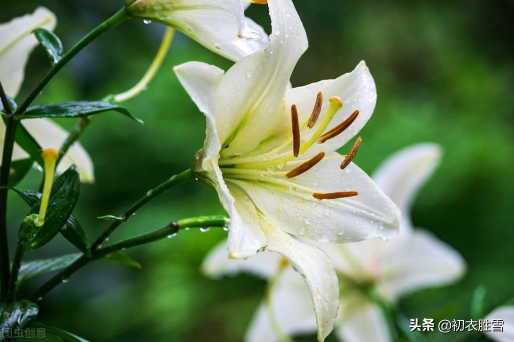 夏花百合六首古诗（花气宜人百合传，与君重结后生缘）