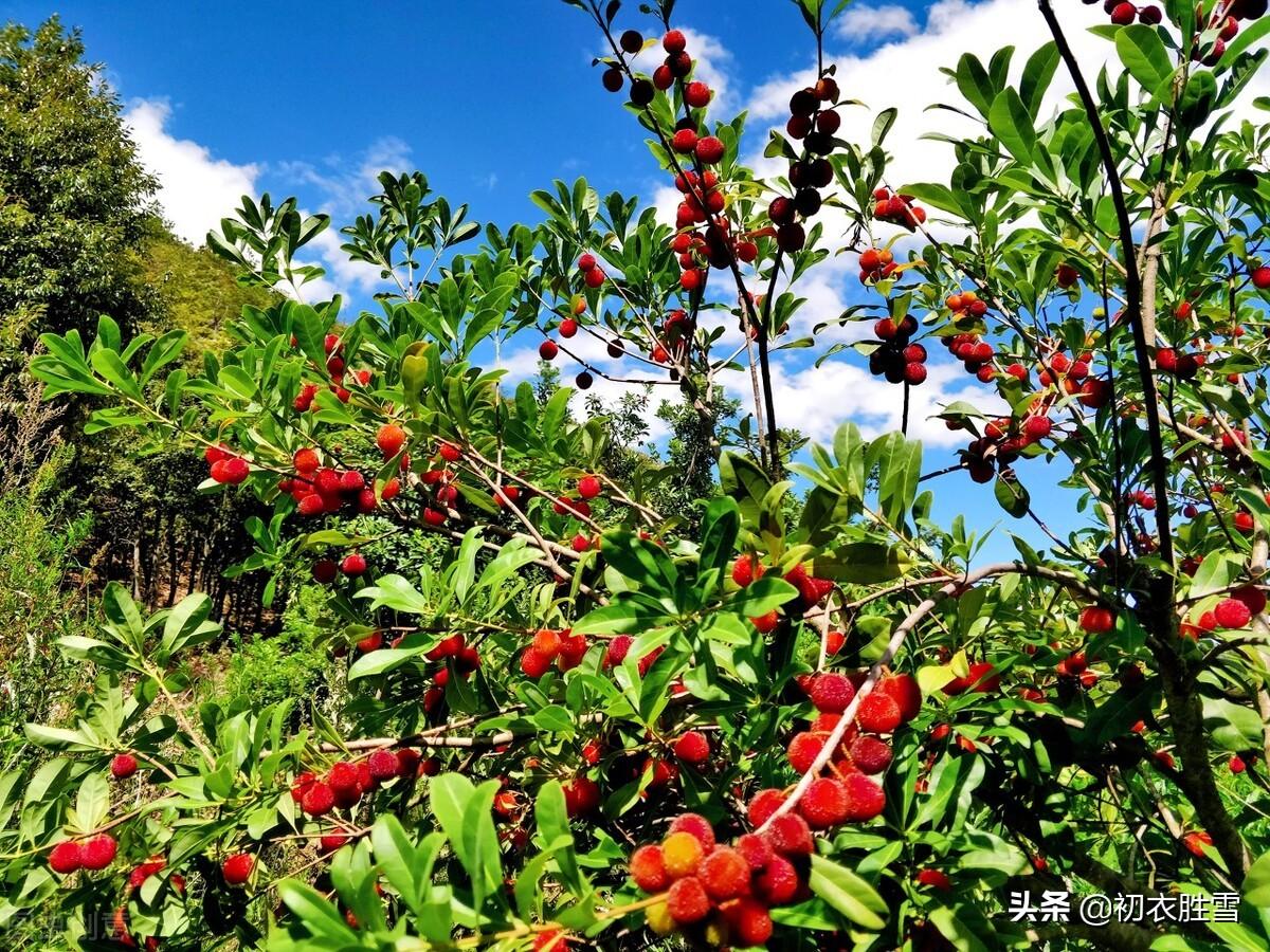 夏果杨梅九首古诗（五月杨梅正满林，冥冥江雨熟杨梅）