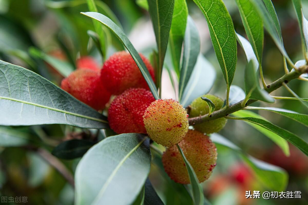 夏果杨梅九首古诗（五月杨梅正满林，冥冥江雨熟杨梅）