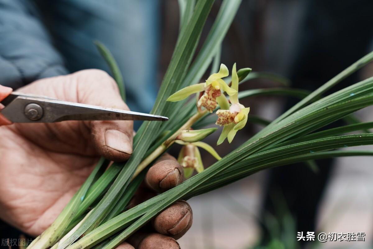 端午纪念屈原四首古诗词（年年端午又今朝，万古传闻为屈原）