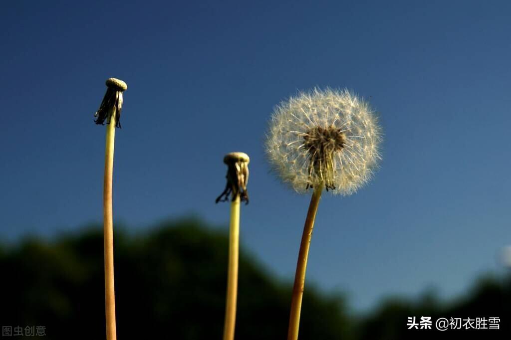 小满三候之靡草古诗七首（靡草虽就死，王瓜亦复生）