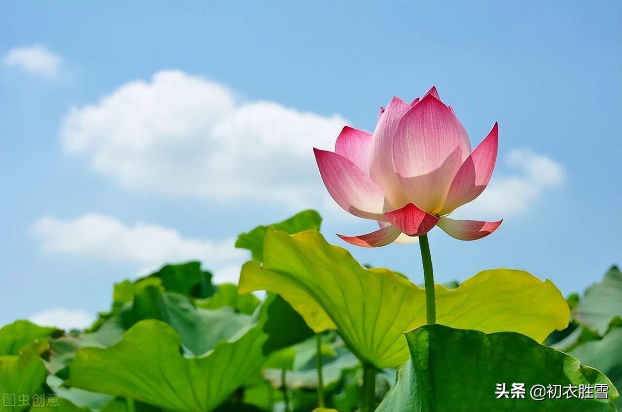 涉江采芙蓉六首古诗（涉江采芙蓉，采之欲遗谁）