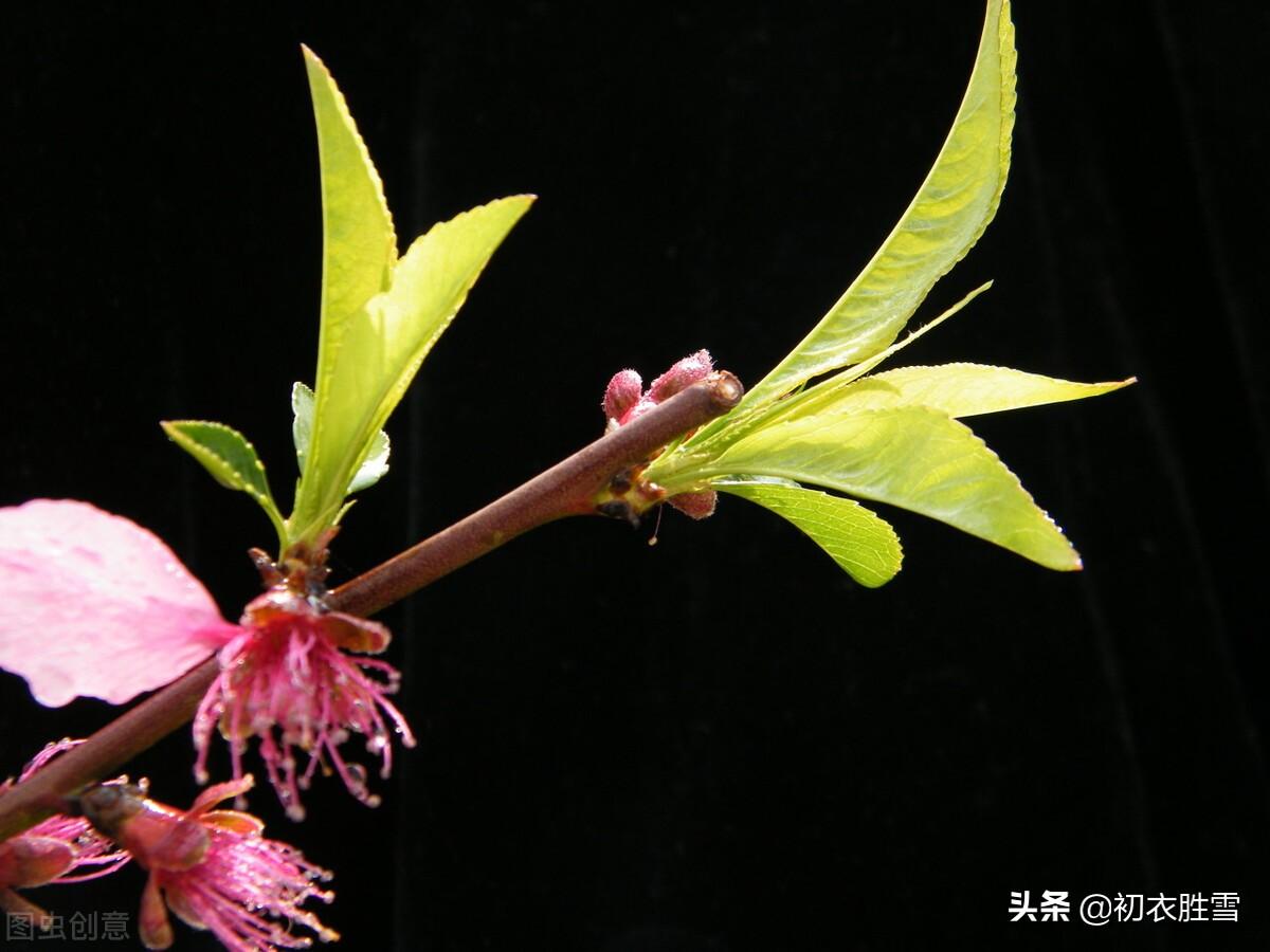 明丽晚春七首诗词（楼外青山似故人，雨余山色静无尘）