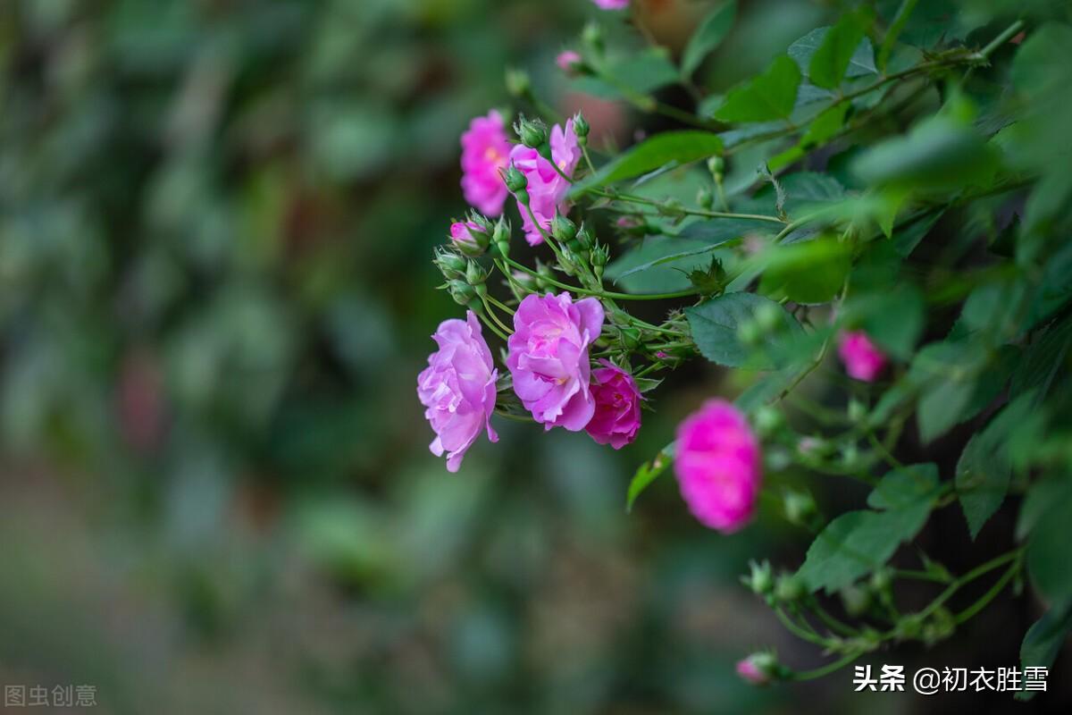 明丽晚春七首诗词（楼外青山似故人，雨余山色静无尘）