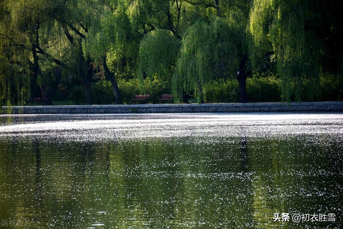 晚春柳花七首古诗赏析（柳老春深日又斜，寻逐春风捉柳花）