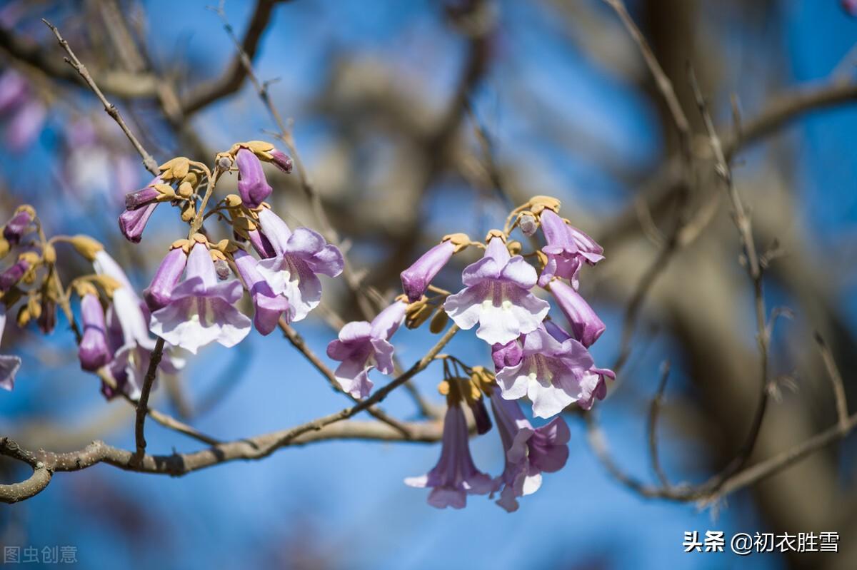 清明节气桐花七首古诗（紫桐花发即清明，折取桐花寄远人）