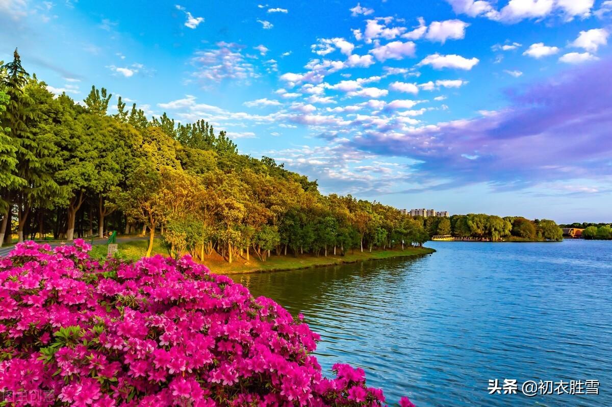 晚春踯躅花六首诗词（五度溪头踯躅红，踯躅花开红照水）