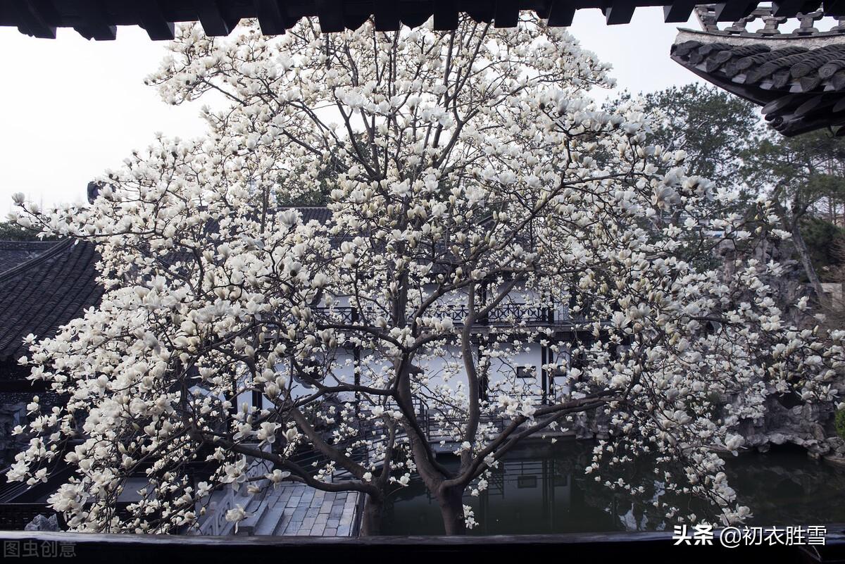 木兰花六首古诗（微雨微风寒食节，半开半合木兰花）