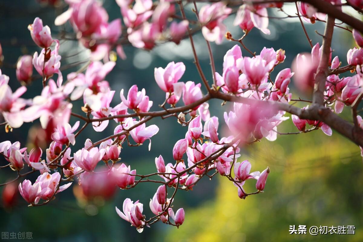 木兰花六首古诗（微雨微风寒食节，半开半合木兰花）