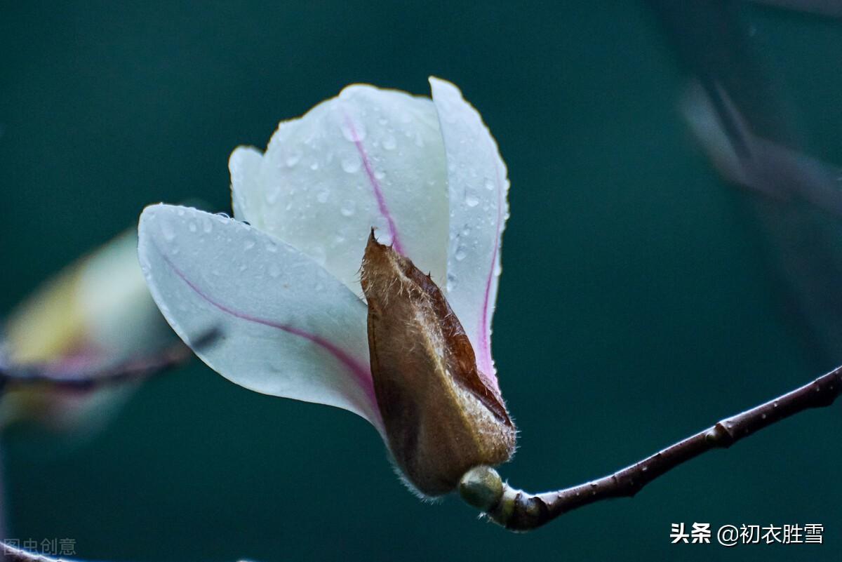 木兰花六首古诗（微雨微风寒食节，半开半合木兰花）