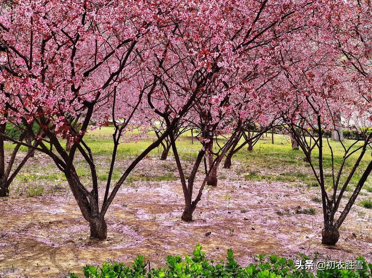 生命之感的落花六首古诗（河水浮落花，为道长相忆）