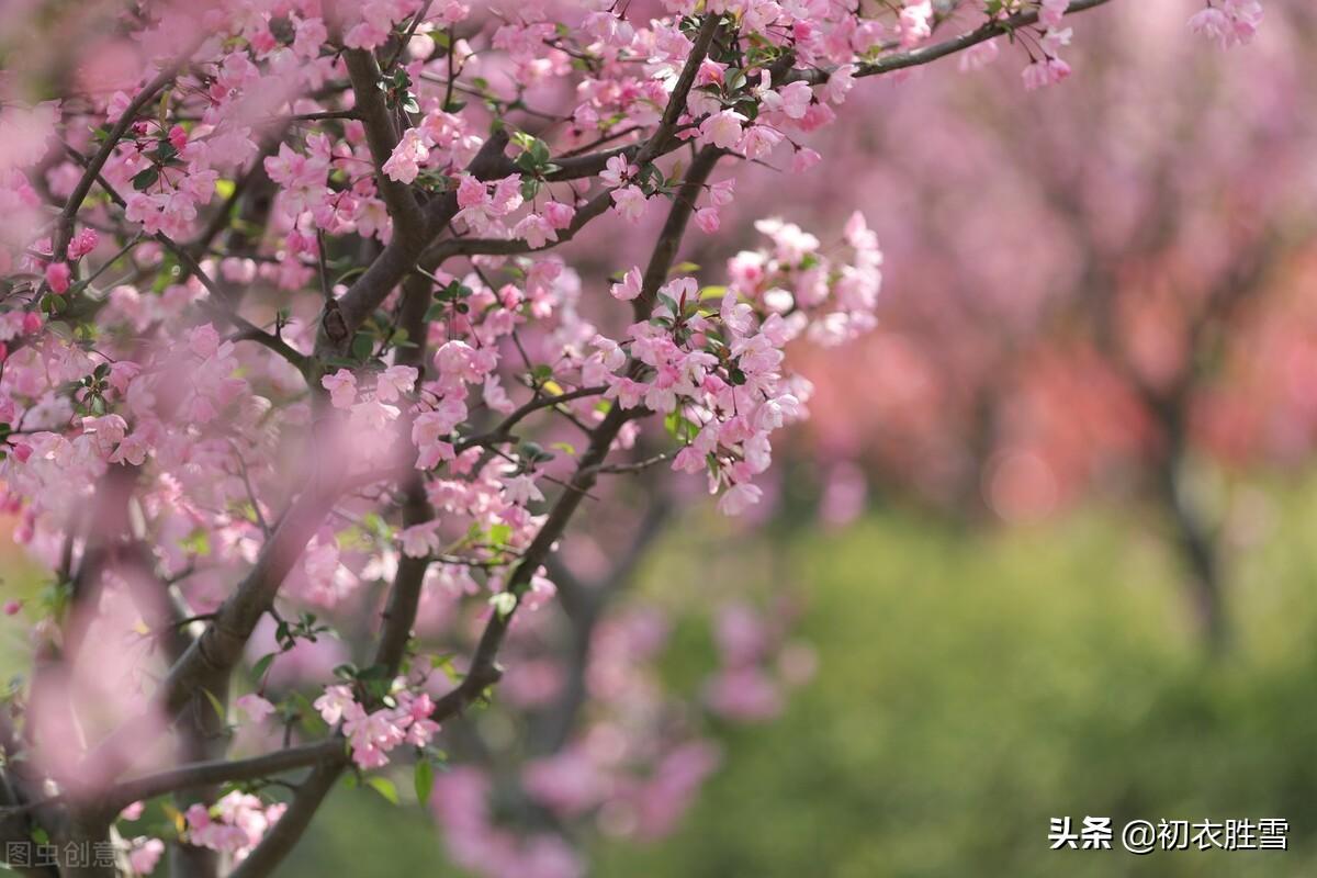 仲春花信之海棠八首诗词（濯锦江头千万枝，不怕春寒雨湿衣）