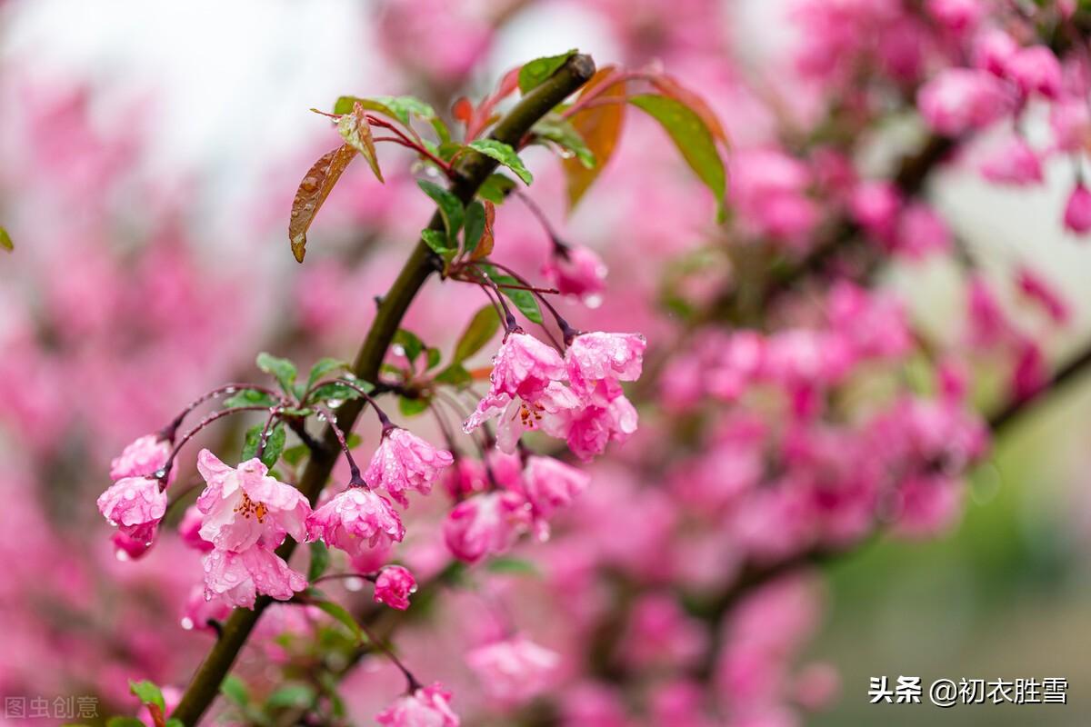 仲春花信之海棠八首诗词（濯锦江头千万枝，不怕春寒雨湿衣）