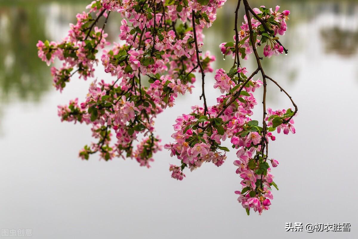 仲春花信之海棠八首诗词（濯锦江头千万枝，不怕春寒雨湿衣）