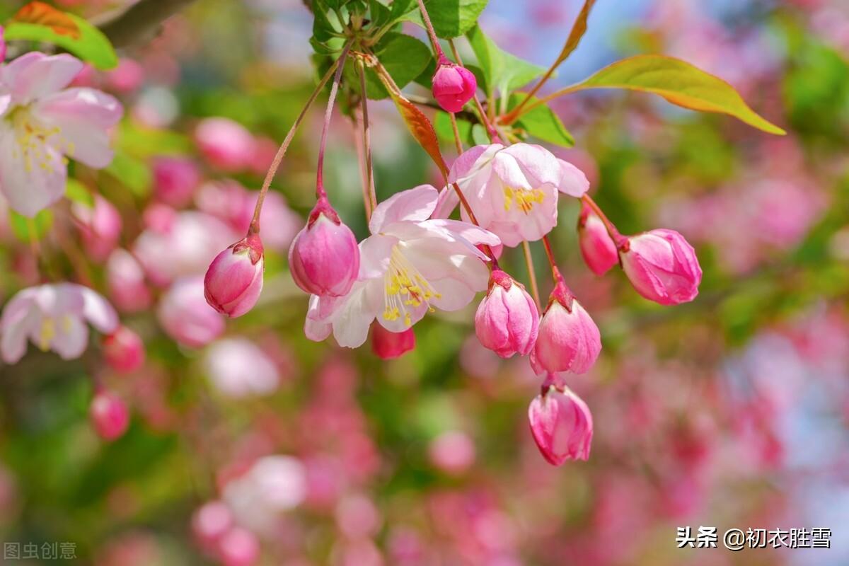 仲春花信之海棠八首诗词（濯锦江头千万枝，不怕春寒雨湿衣）