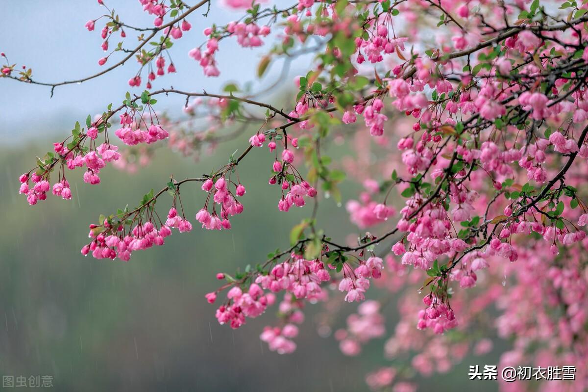 仲春花信之海棠八首诗词（濯锦江头千万枝，不怕春寒雨湿衣）