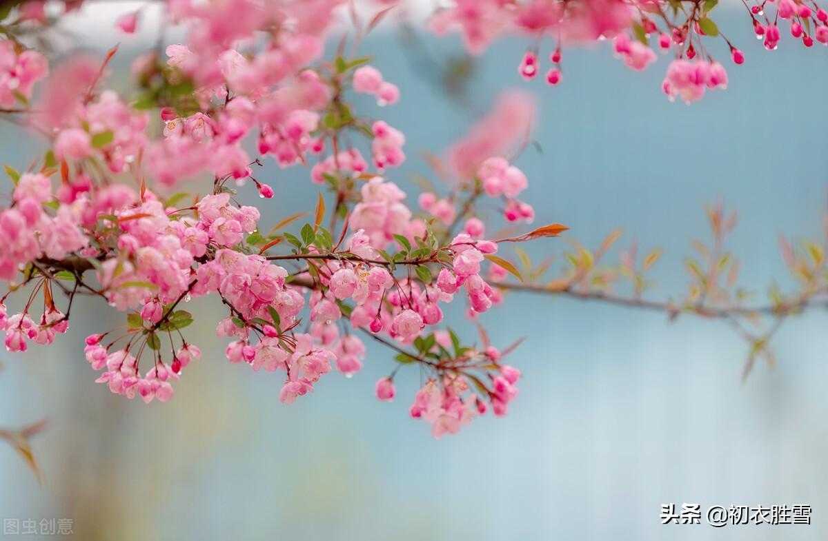 仲春花信之海棠八首诗词（濯锦江头千万枝，不怕春寒雨湿衣）