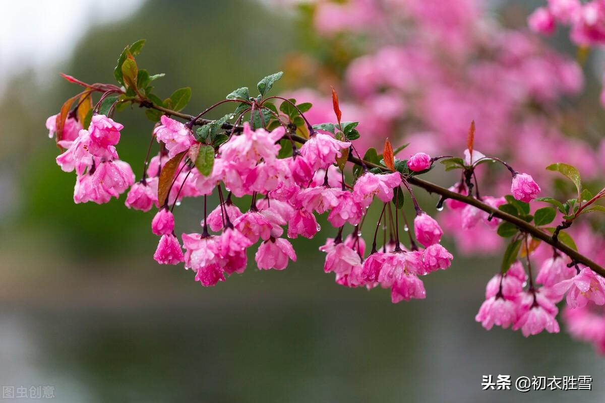 仲春花信之海棠八首诗词（濯锦江头千万枝，不怕春寒雨湿衣）