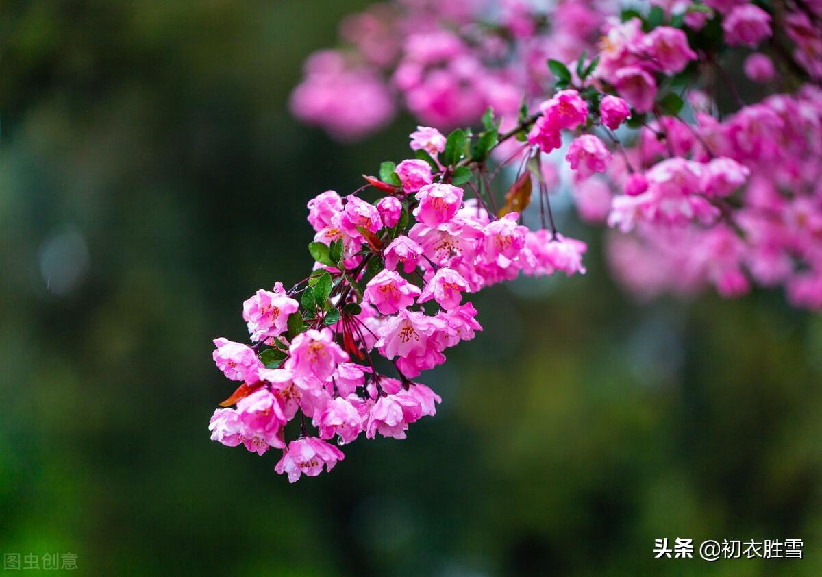 仲春花信之海棠八首诗词（濯锦江头千万枝，不怕春寒雨湿衣）