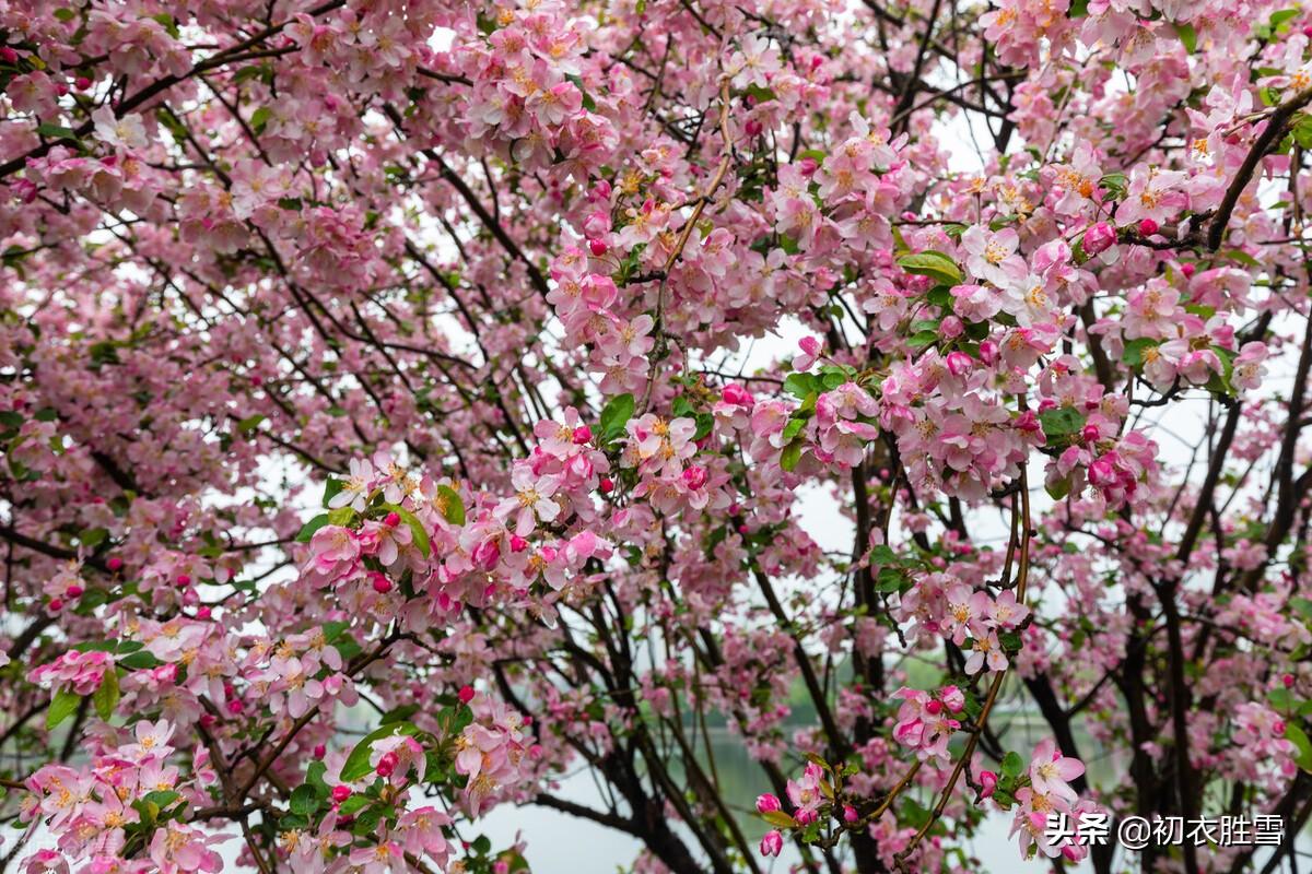 仲春花信之海棠八首诗词（濯锦江头千万枝，不怕春寒雨湿衣）