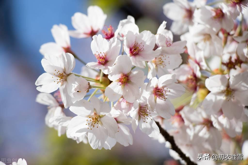 春分节气五首诗词名句（平分一半，莫负今朝）