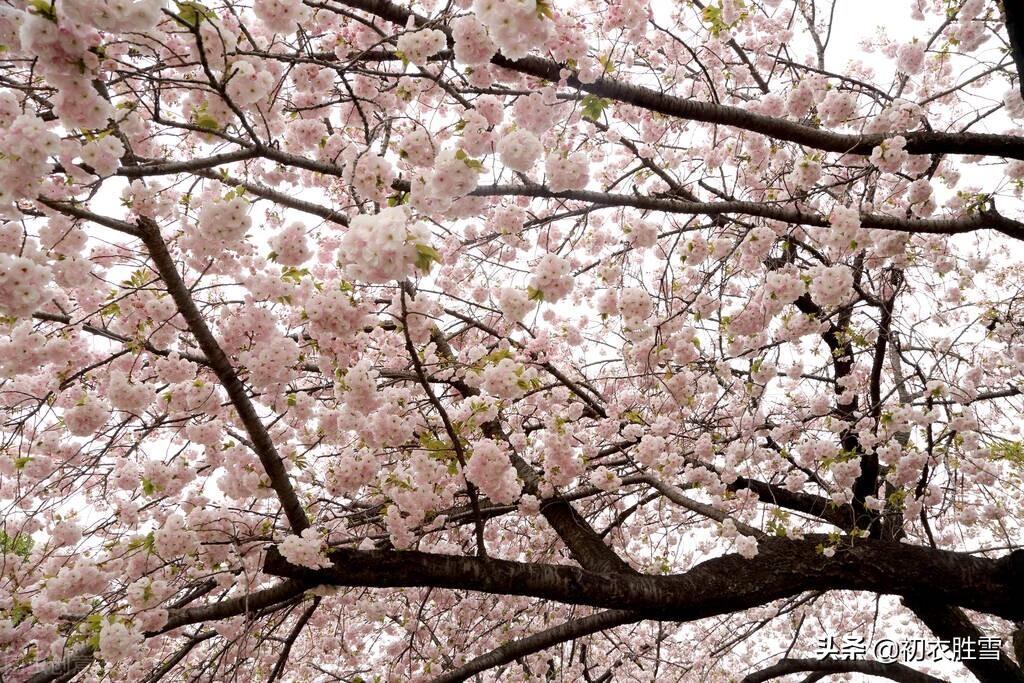 樱花如霰晓莺啼，春风才起雪吹香（樱花九首古诗词）