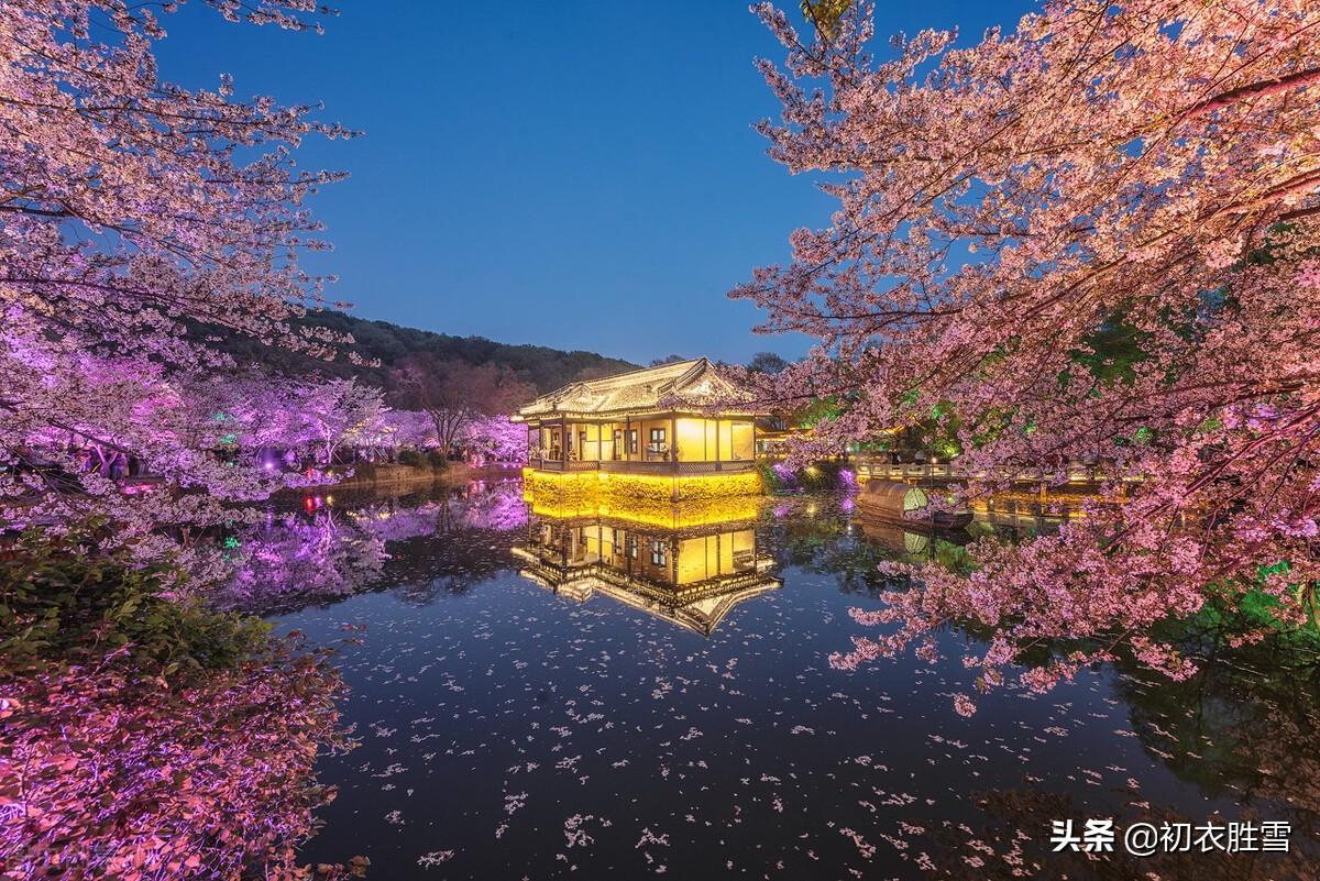 樱花如霰晓莺啼，春风才起雪吹香（樱花九首古诗词）