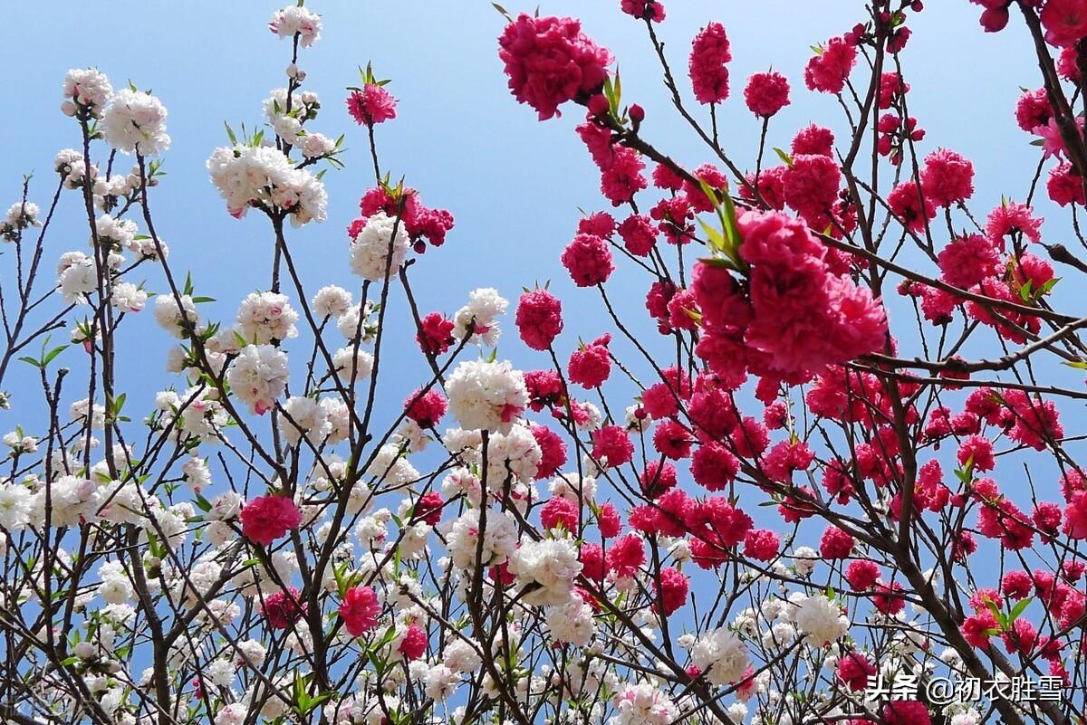 仲春碧桃花六首鉴赏古诗（山行二月春，花发碧桃新）