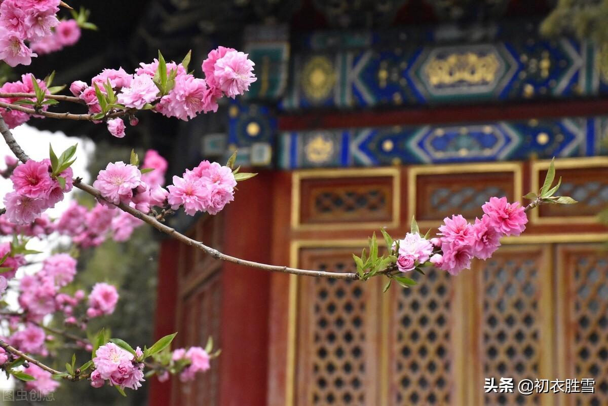 仲春碧桃花六首鉴赏古诗（山行二月春，花发碧桃新）