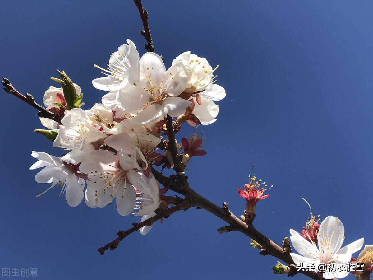 杏花四首古诗赏析（白白红红一树春，杏花千树洛阳春）