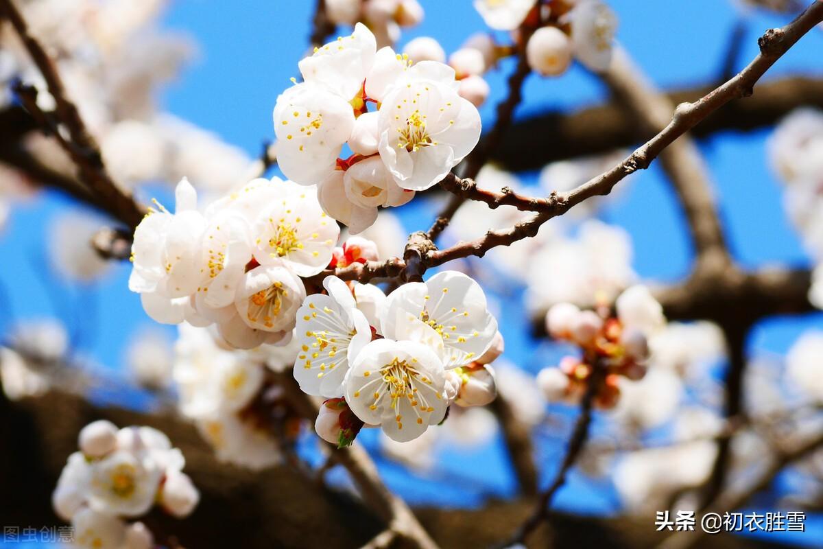 杏花四首古诗赏析（白白红红一树春，杏花千树洛阳春）