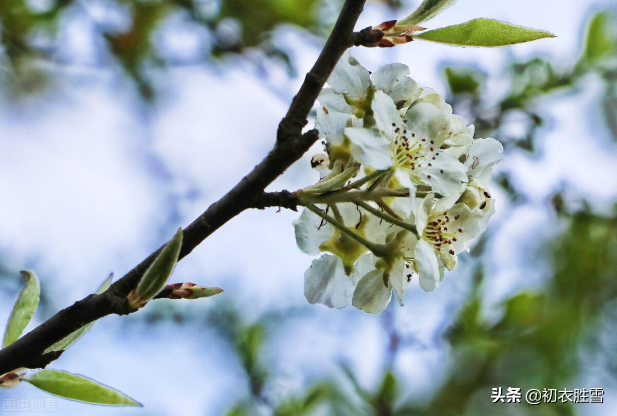 ​仲春惊蛰六首古诗（棠梨花开满山白，野花开到白棠梨）