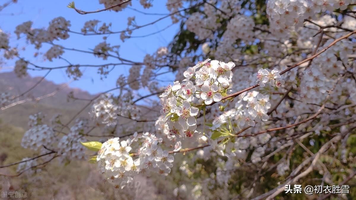 ​仲春惊蛰六首古诗（棠梨花开满山白，野花开到白棠梨）