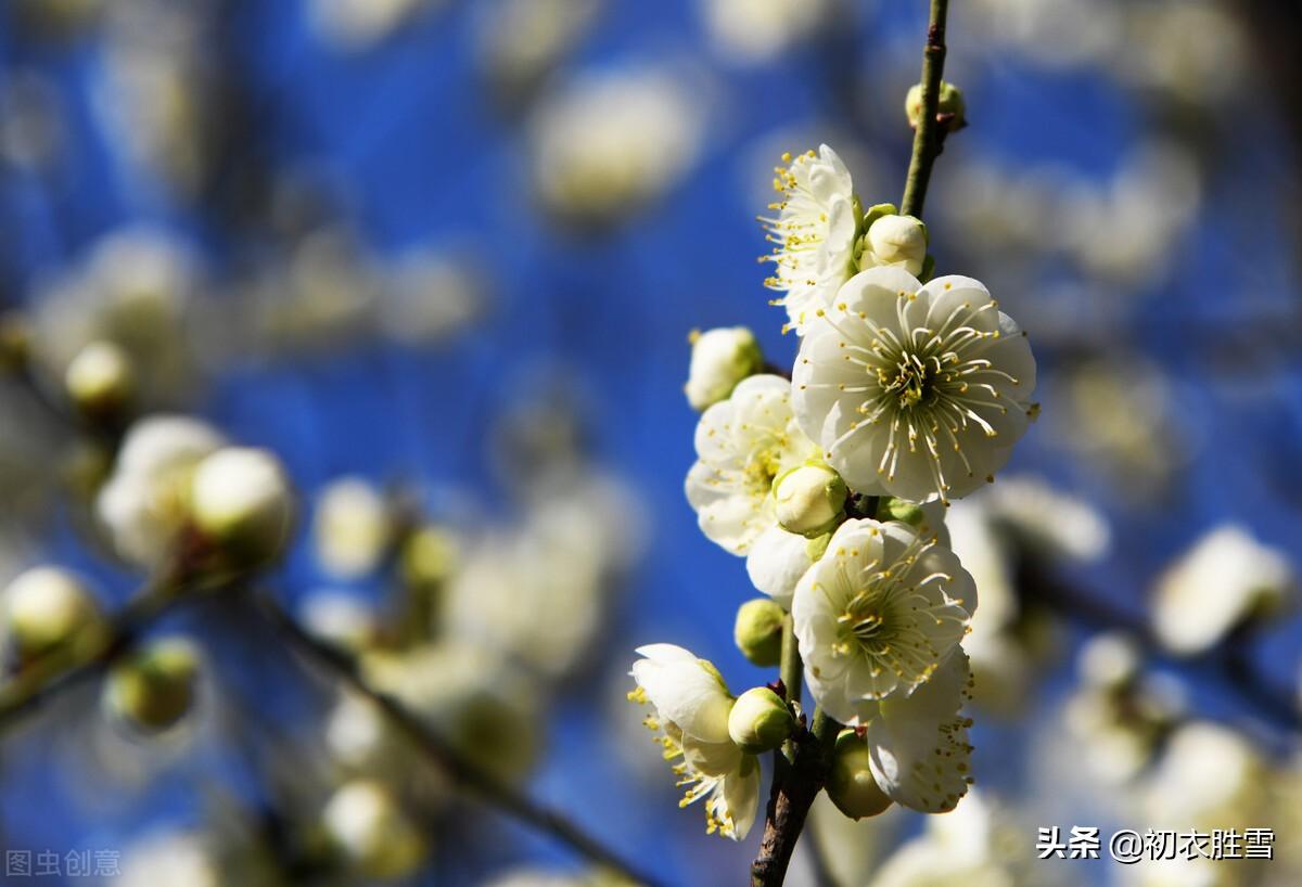 春寒梅花七首经典诗词（梅花元不怕春寒，正是清香发越时）