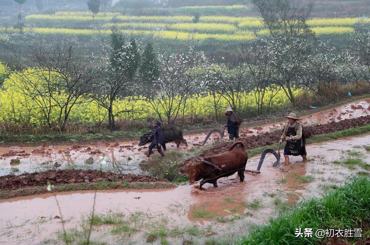 春雨五首诗词唯美（一犁酥润万牛耕，一犁春雨麦青青）