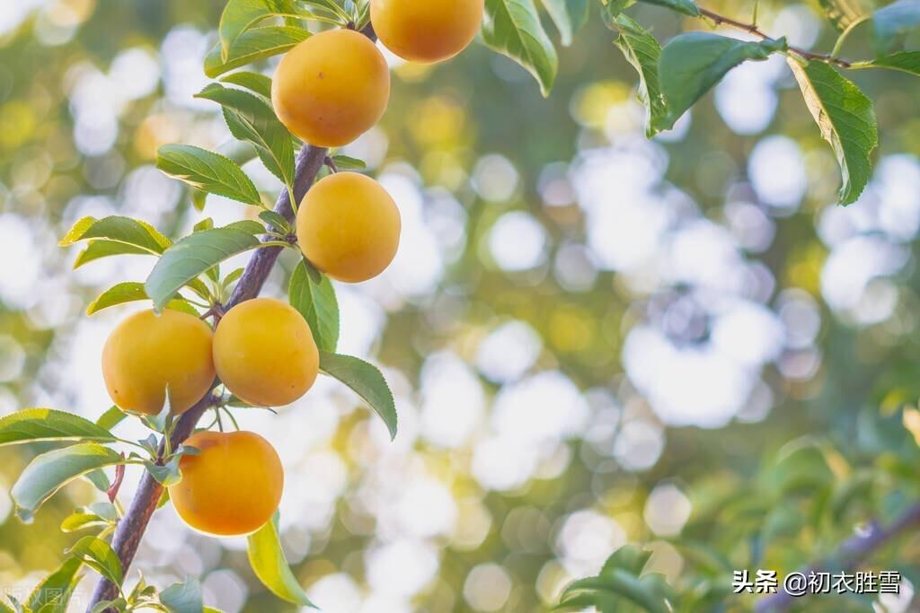 早夏梅雨八首诗词（梅实迎时雨，四月熟黄梅）