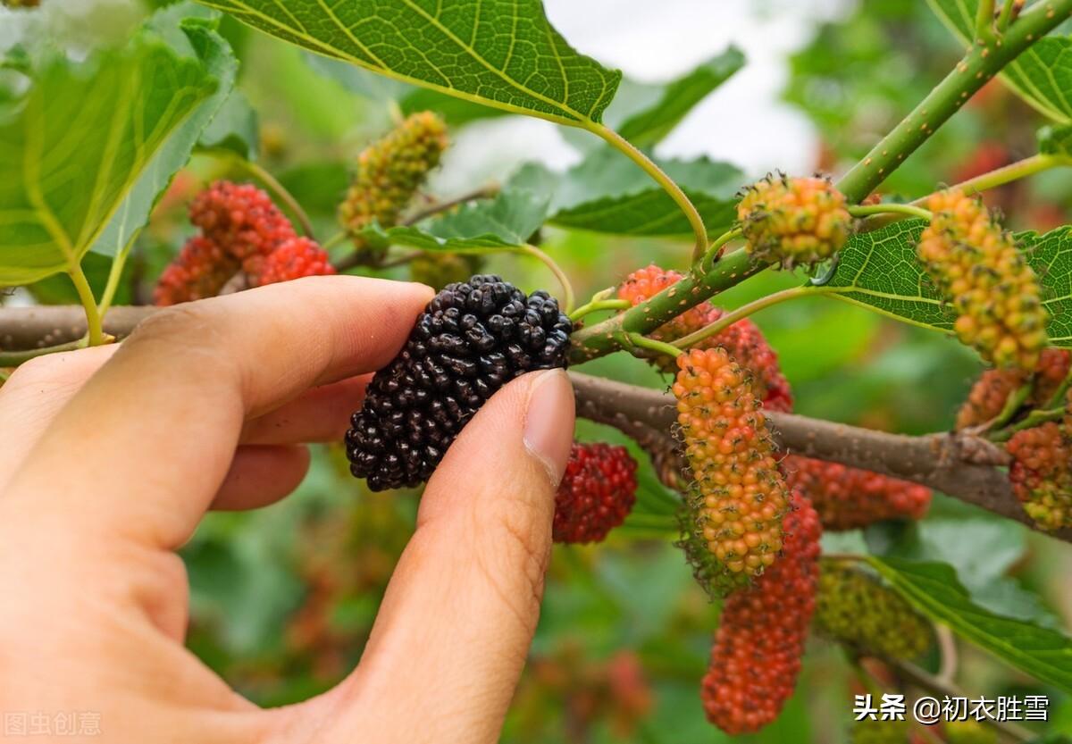 早夏桑葚六首古诗推荐（黄栗留鸣桑葚美，桑葚垂红似荔枝）