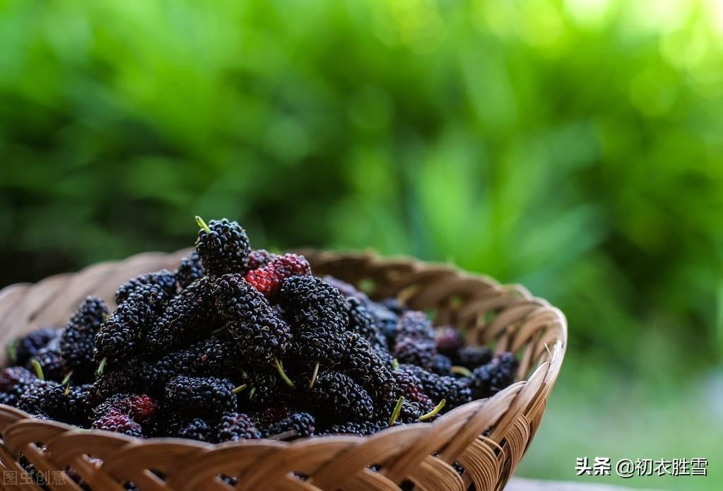 早夏桑葚六首古诗推荐（黄栗留鸣桑葚美，桑葚垂红似荔枝）