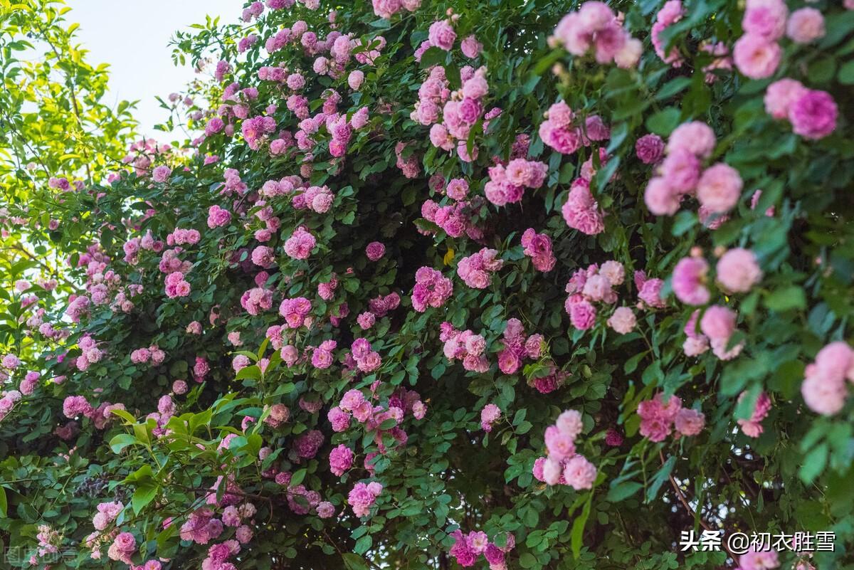 夏花蔷薇六首古诗（连春接夏开，繁花夏景长）