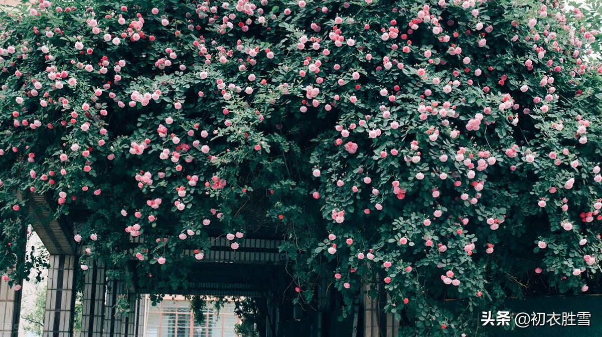 夏花蔷薇六首古诗（连春接夏开，繁花夏景长）