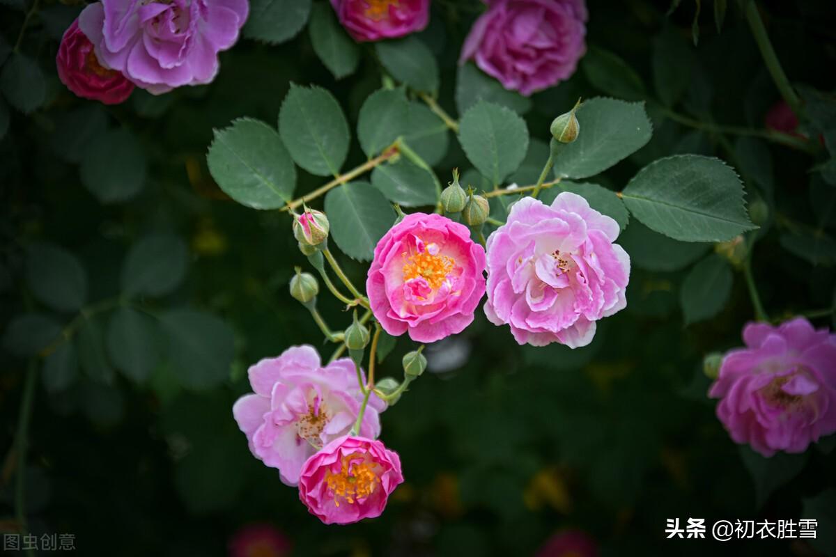 夏花蔷薇六首古诗（连春接夏开，繁花夏景长）