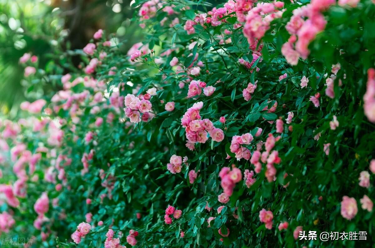 夏花蔷薇六首古诗（连春接夏开，繁花夏景长）