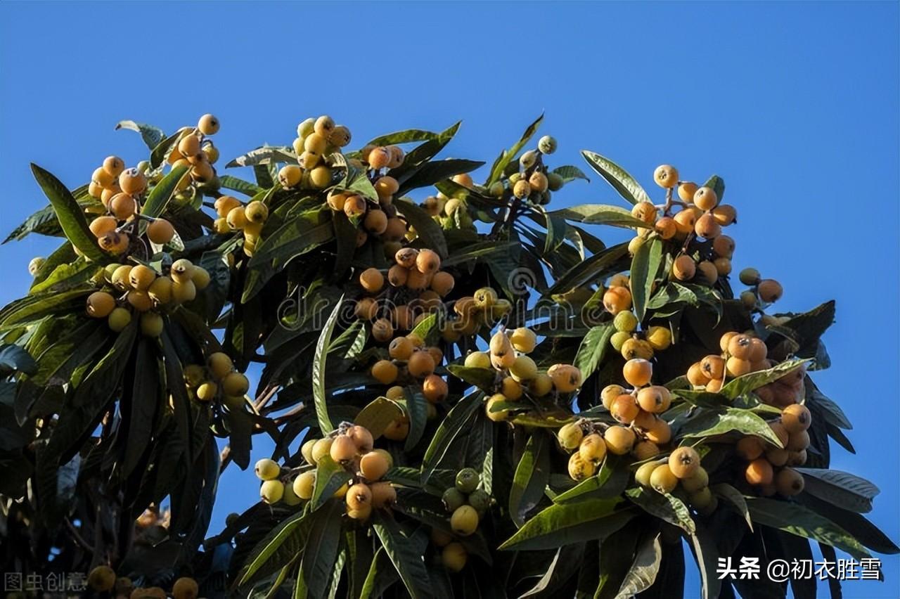 枇杷唯美古诗大全（夏首荐枇杷，枇杷对对香）