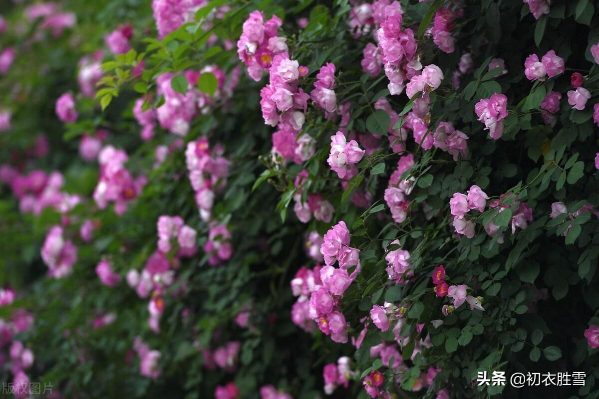 春雨六首蔷薇绝句（烂漫红英带雨羞，过雨蔷薇万点红）