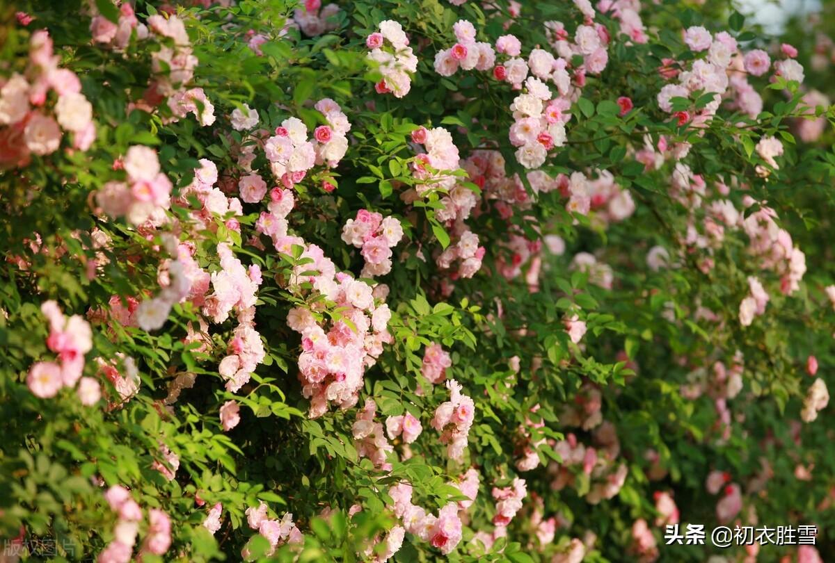 春雨六首蔷薇绝句（烂漫红英带雨羞，过雨蔷薇万点红）