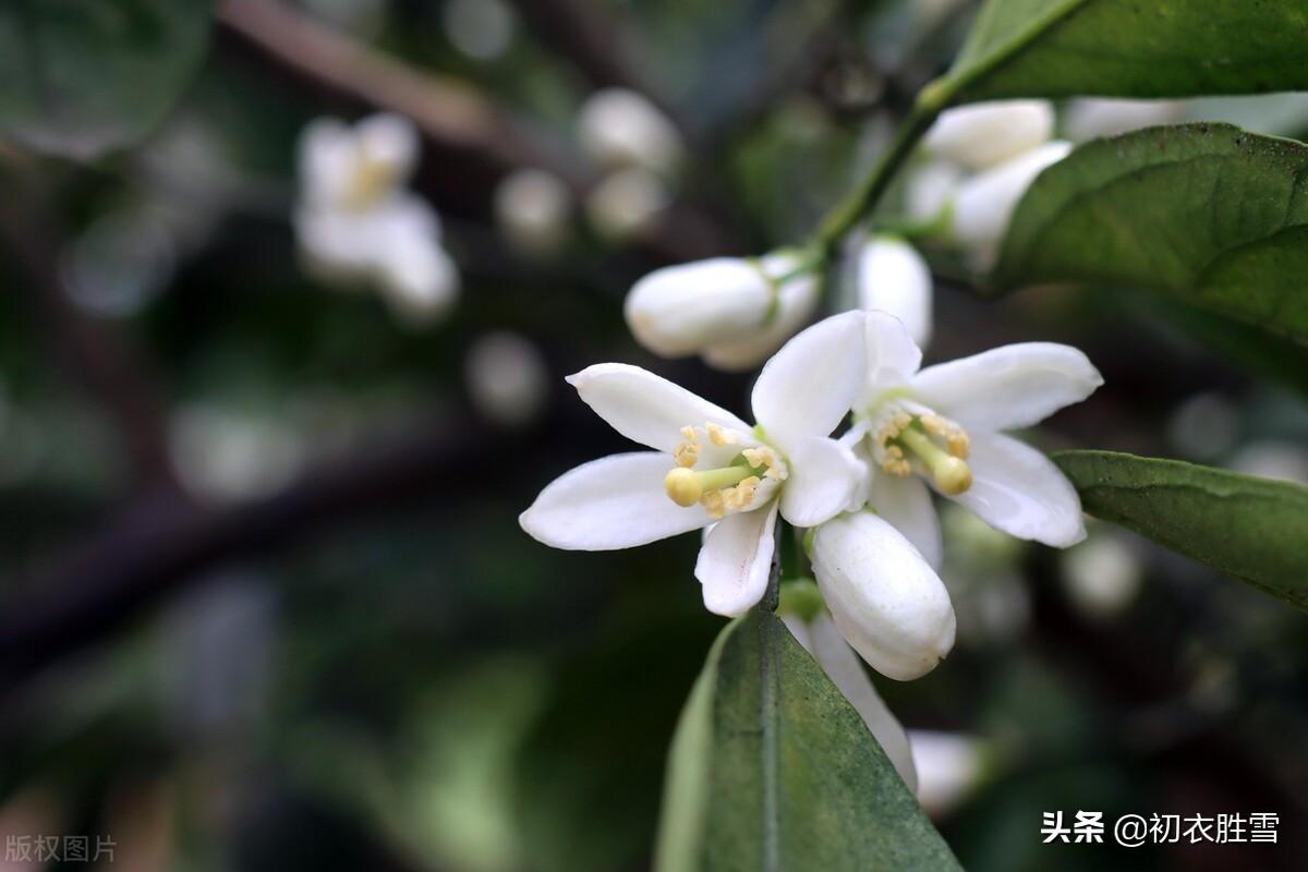 ​晚春橘花七首古诗（橘花如雪细吹香，橘花开时香满城）