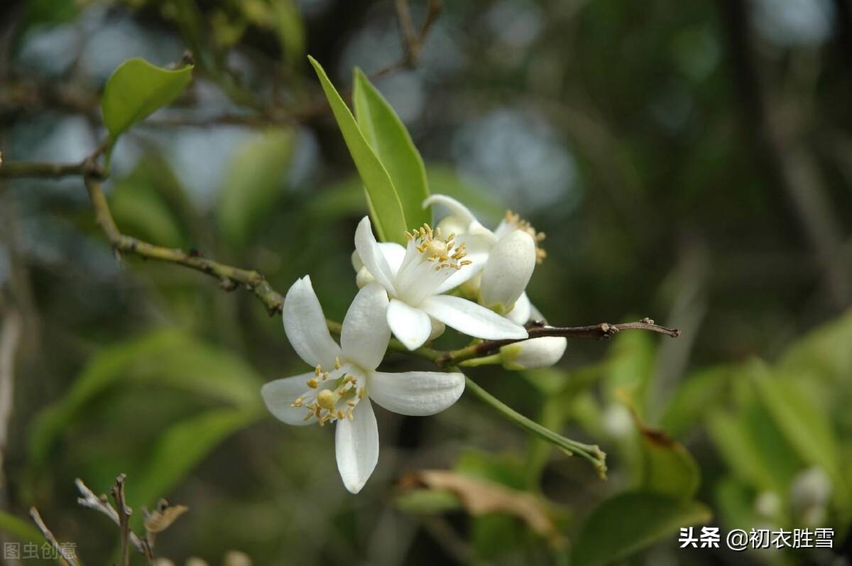 ​晚春橘花七首古诗（橘花如雪细吹香，橘花开时香满城）