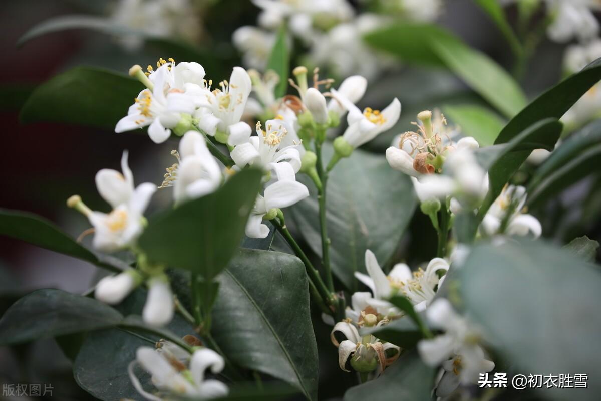 ​晚春橘花七首古诗（橘花如雪细吹香，橘花开时香满城）