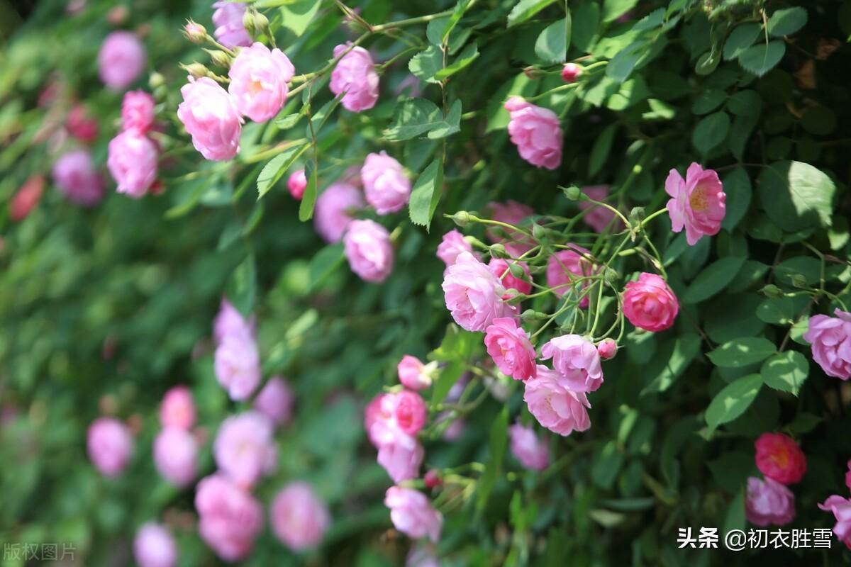 关于蔷薇花的唯美古诗（杜牧蔷薇花两首古诗）